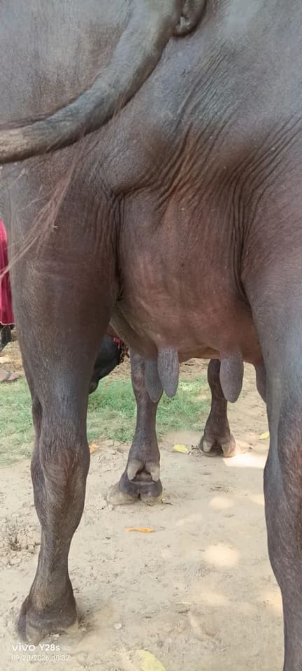Murrah Buffalo in  RAJASTHAN