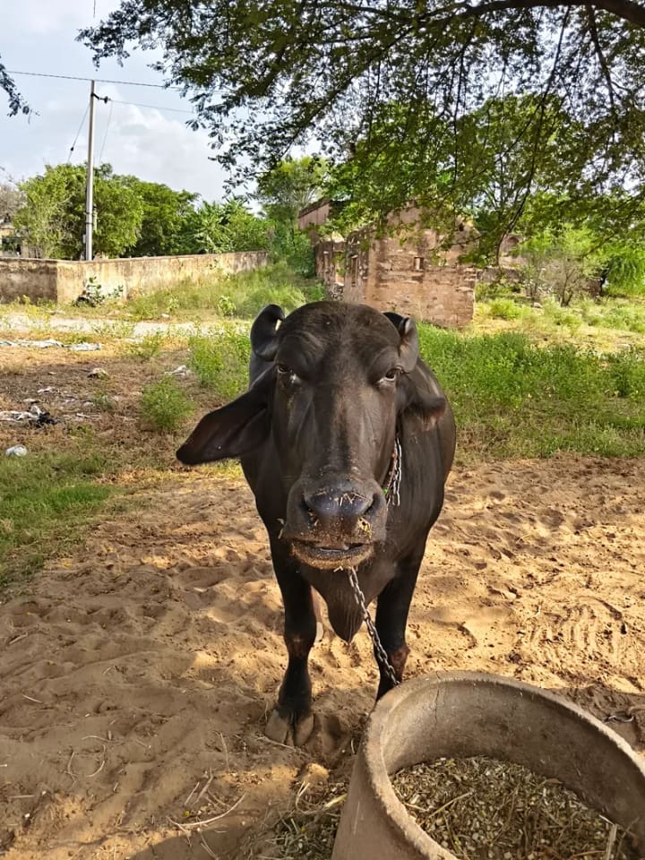 Murrah Buffalo in RAJASTHAN