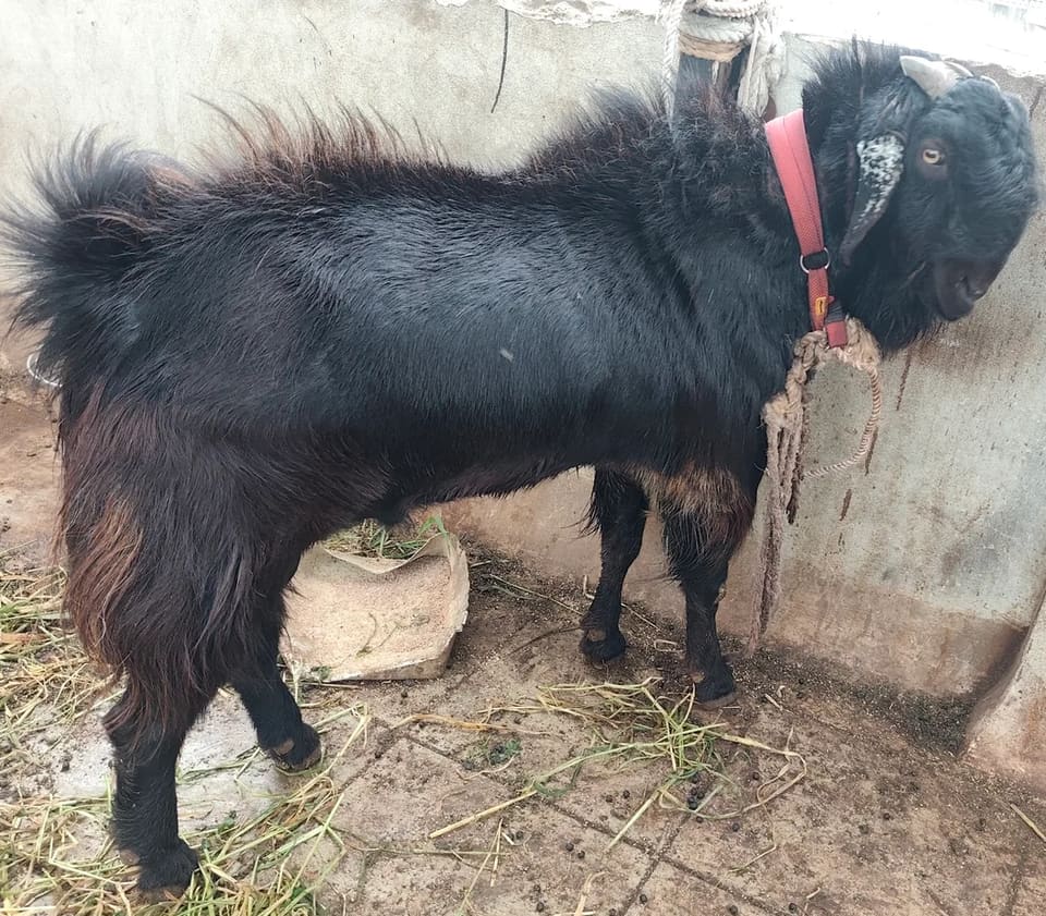 Others Sheep in  TELANGANA