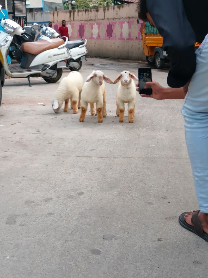 Bannur Sheep B0268 in  KARNATAKA
