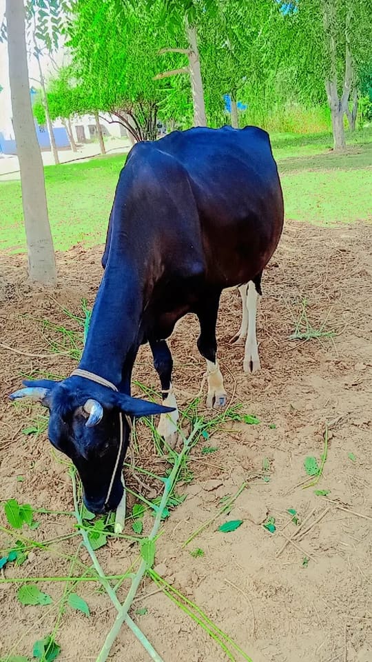 HF Cow in  RAJASTHAN