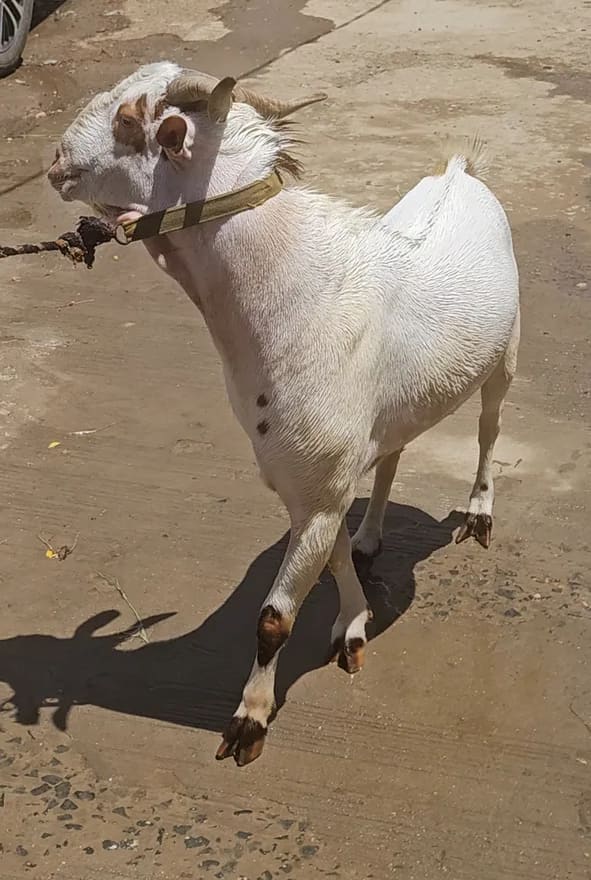 Barbari Goat in  GUJARAT