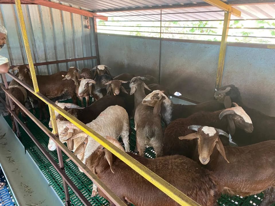 Sindhanoor Sheep S0223 in  KARNATAKA