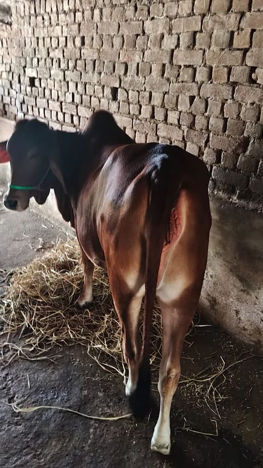 Sindhi Heifer Cow S0259 in  MADHYA PRADESH