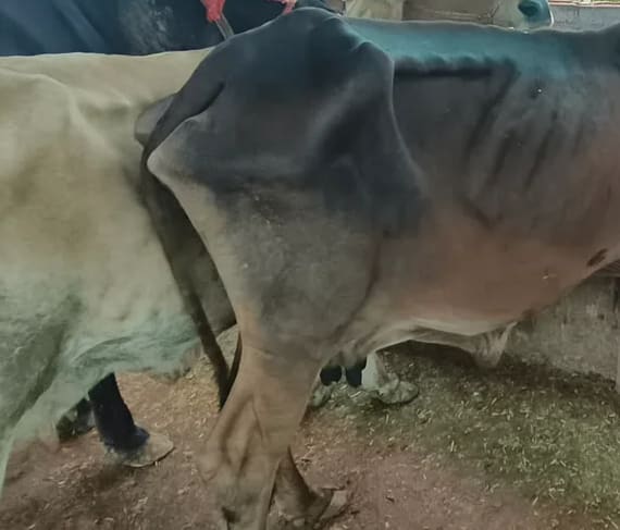 Sahiwal Cow in  PUNJAB