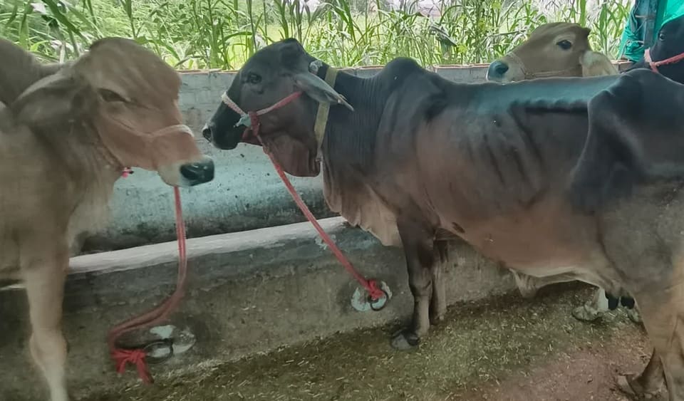 Sahiwal Cow S1852 in  PUNJAB