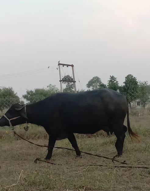 Murrah Buffalo M5317 in  RAJASTHAN