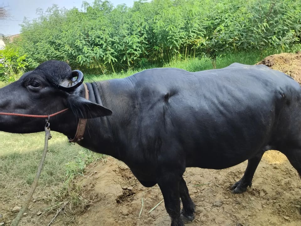 Mura Bull O0878 in  RAJASTHAN