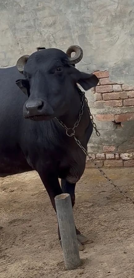 Surti Buffalo in  RAJASTHAN