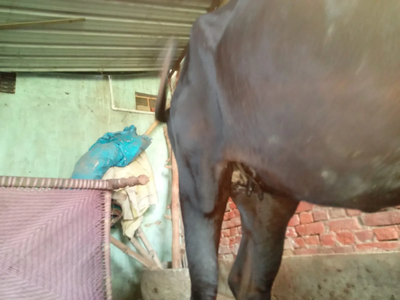 Vechur Cow in  UTTAR PRADESH