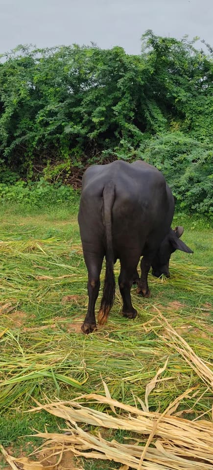Others Buffalo in  GUJARAT