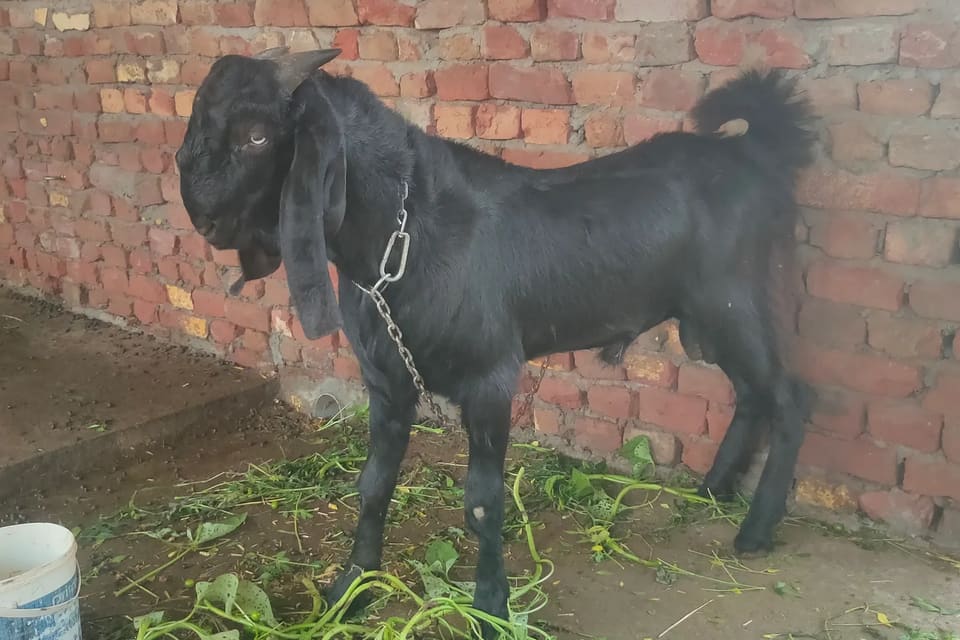 Beetal Goat in  PUNJAB