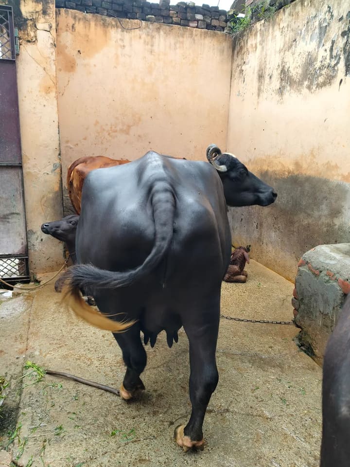 Murrah Buffalo in  UTTAR PRADESH