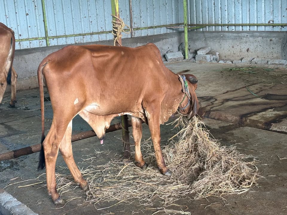 Gir Cow in  KARNATAKA