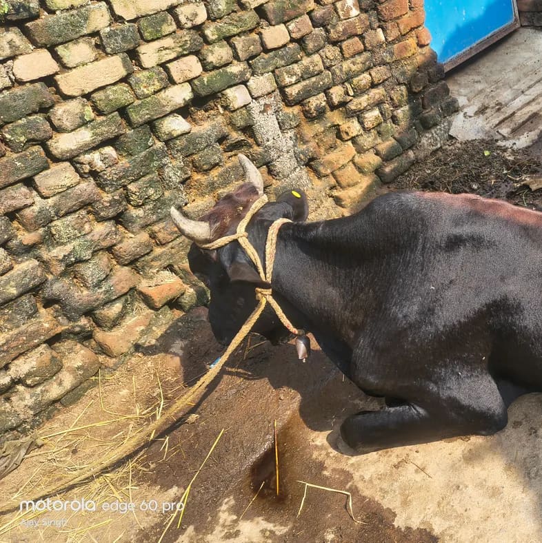 Others Cow in  JHARKHAND