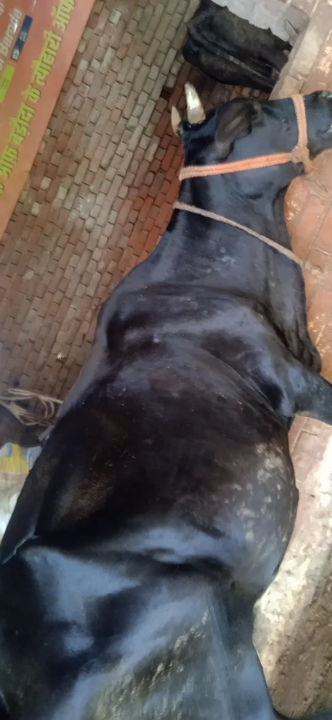Others Cow in  UTTAR PRADESH
