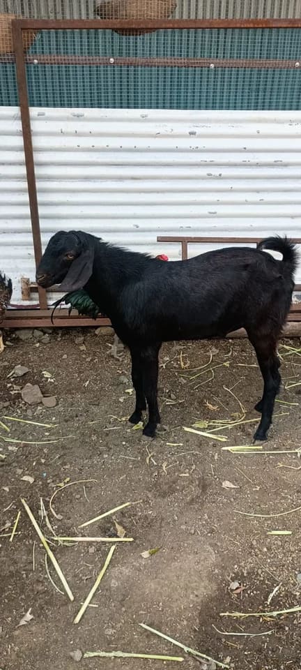 Kota Goat K0248 in  MAHARASHTRA