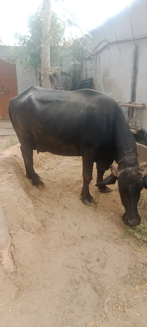 Murrah Buffalo M5310 in  RAJASTHAN