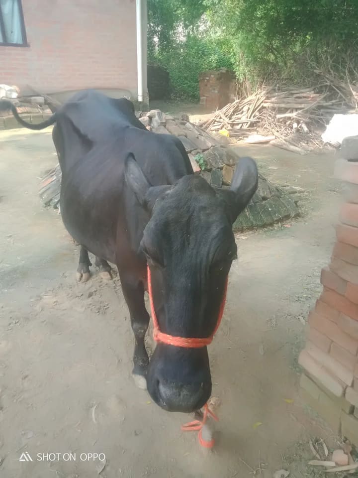 Jersey Cow in  UTTAR PRADESH