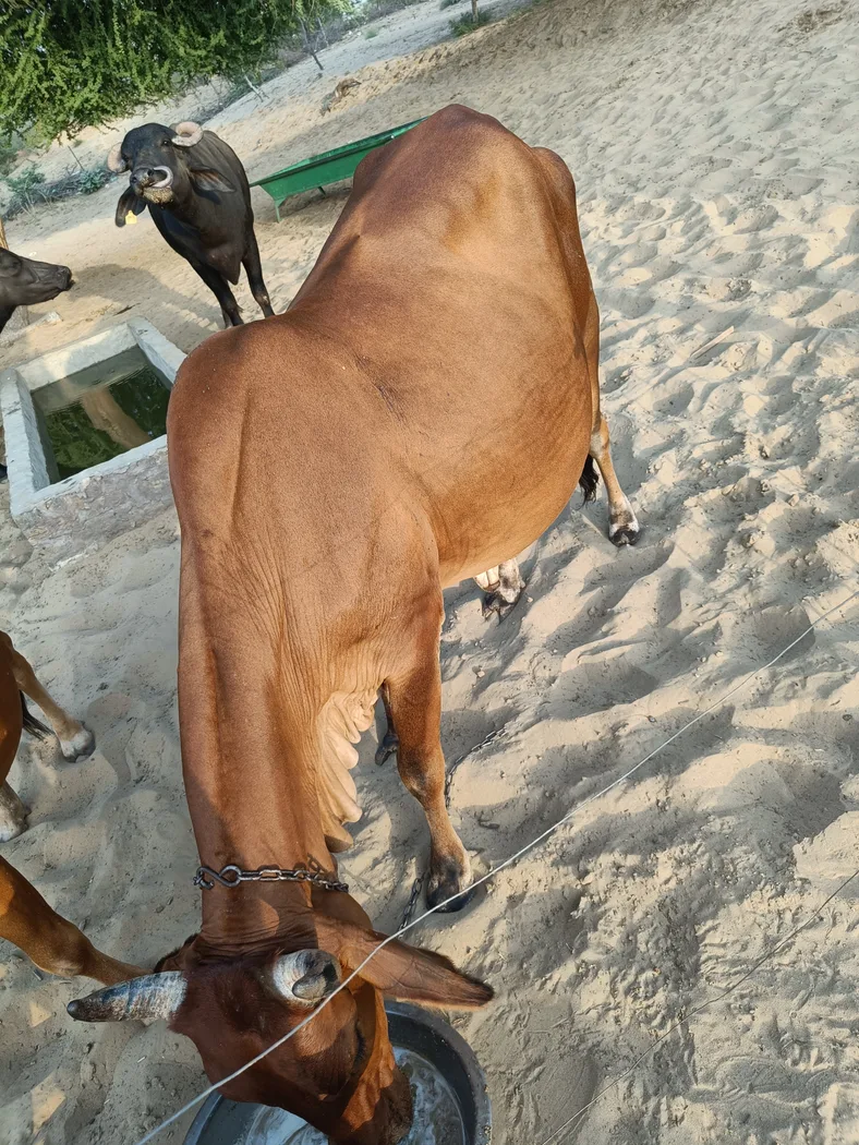 Rathi Cow in  RAJASTHAN