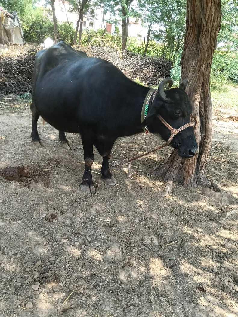 Murrah Buffalo in  RAJASTHAN