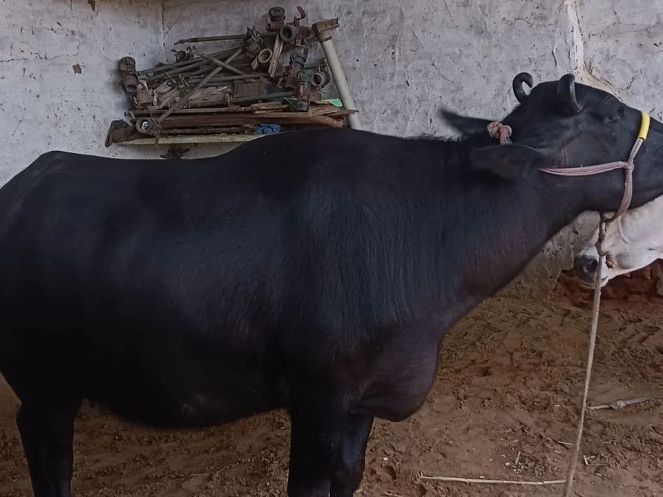 Murrah Buffalo in  RAJASTHAN
