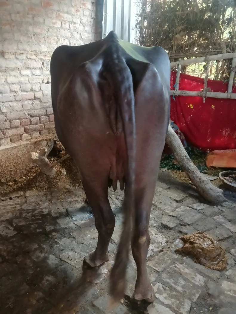 Murrah Buffalo in  UTTAR PRADESH