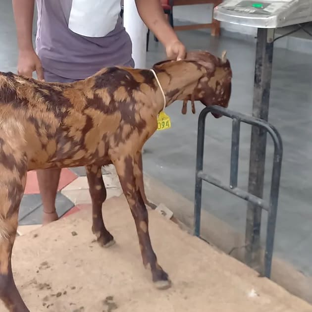 Sirohi Goat S0582 in  CHHATTISGARH
