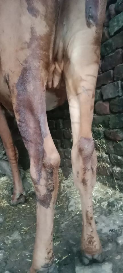 Sahiwal Cow in  UTTAR PRADESH