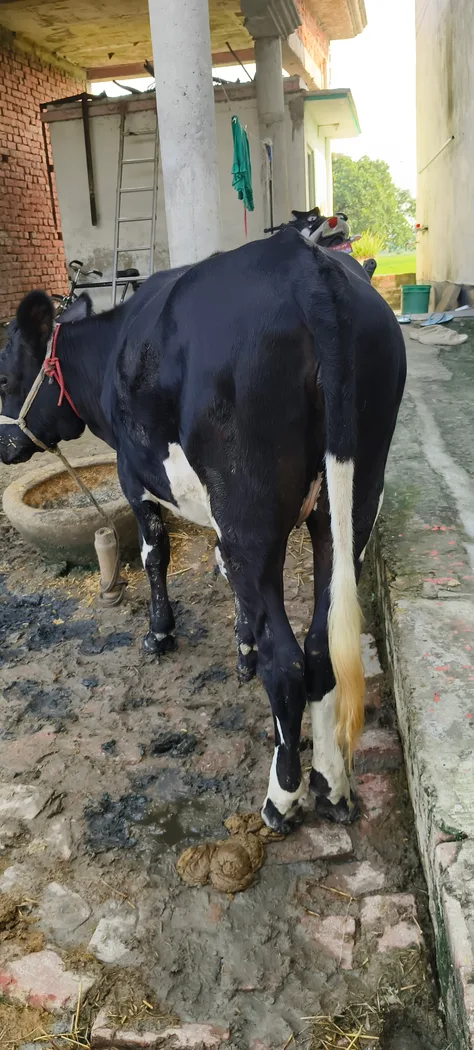 HF Cow in  UTTAR PRADESH