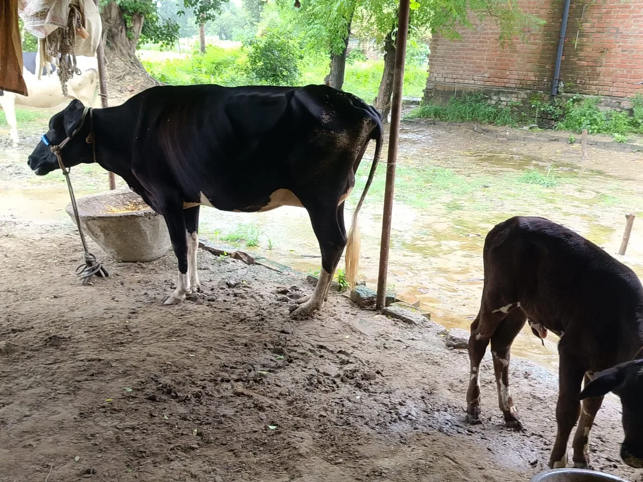 HF Cow in  UTTAR PRADESH