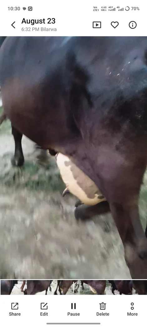 HF Cow in  UTTAR PRADESH