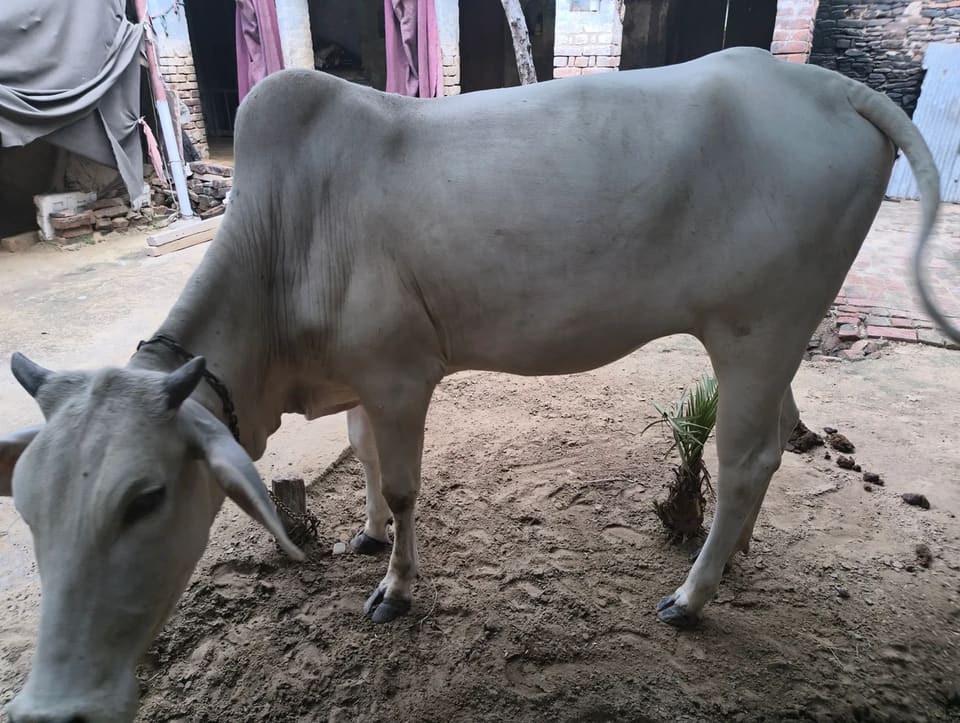 Hariyana Heifer Cow H0300 in  HARYANA