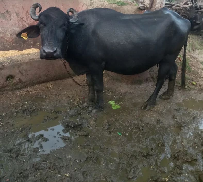 Banni  Buffalo in  RAJASTHAN