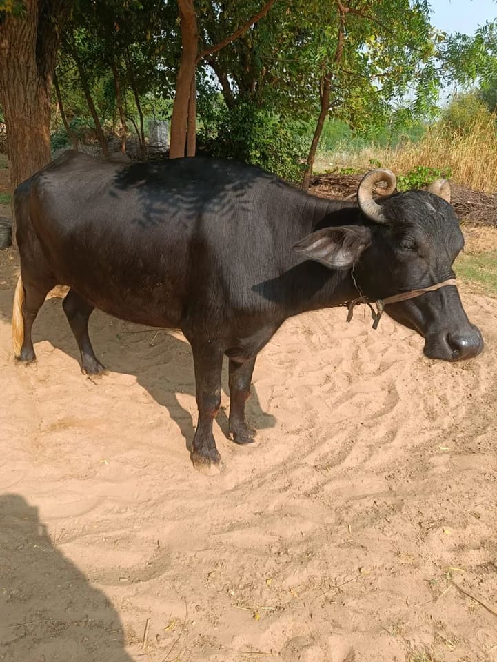 Others Buffalo in  RAJASTHAN