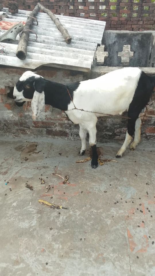 Jamunapari Goat in  UTTAR PRADESH