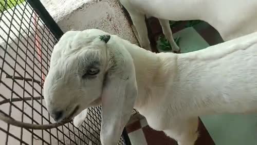 Sojat Goat S0341 in  MAHARASHTRA