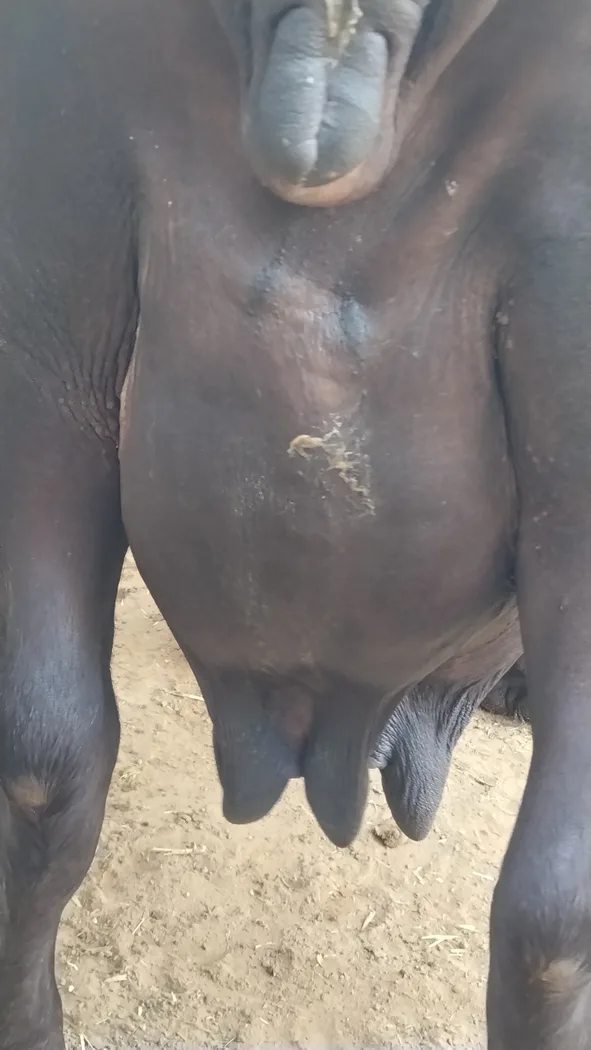 Murrah Buffalo in RAJASTHAN