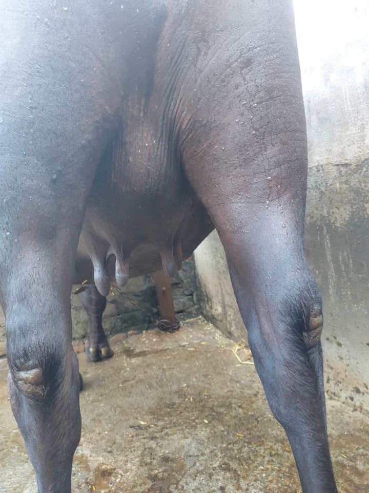Murrah Buffalo M5121 in  HARYANA