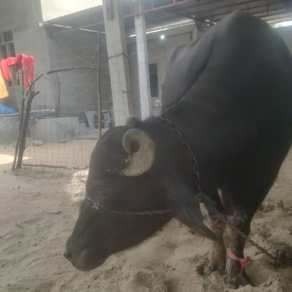 Murrah Buffalo in  RAJASTHAN