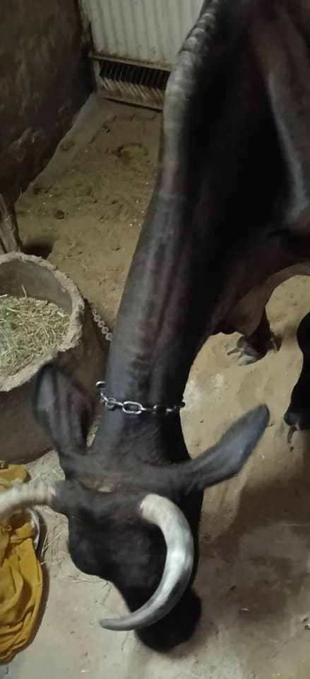 Others Cow in  RAJASTHAN