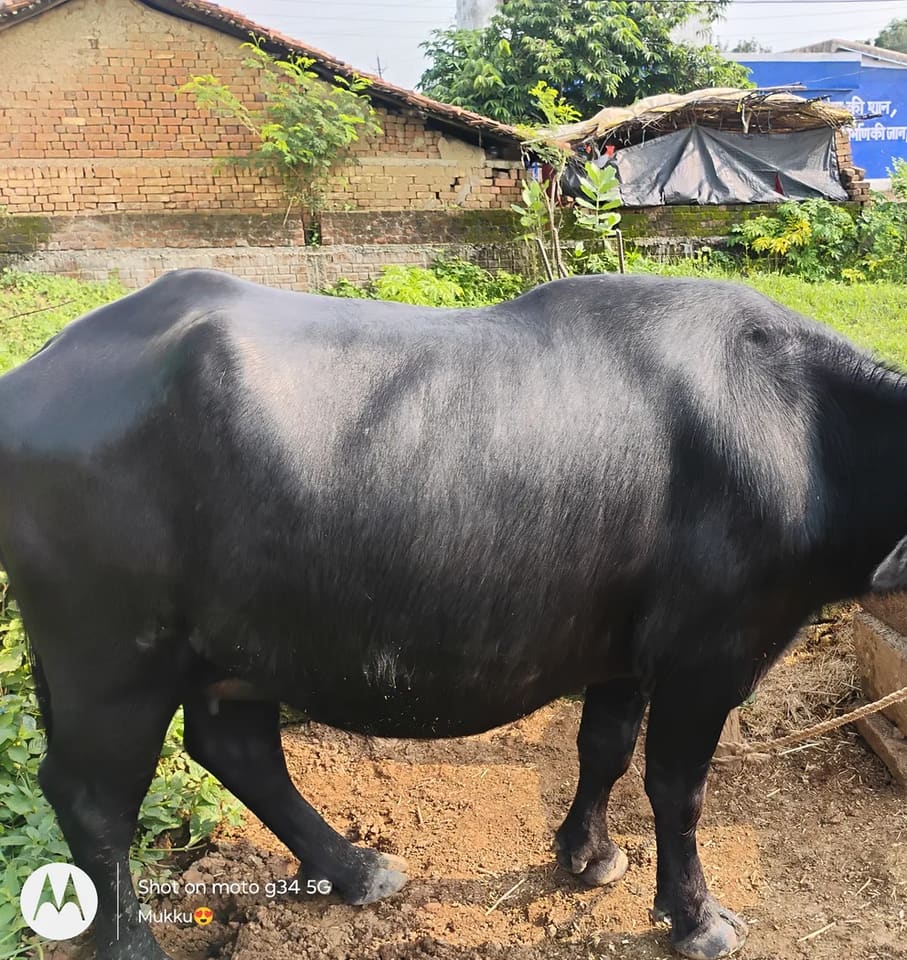 Murrah Buffalo in  CHHATTISGARH
