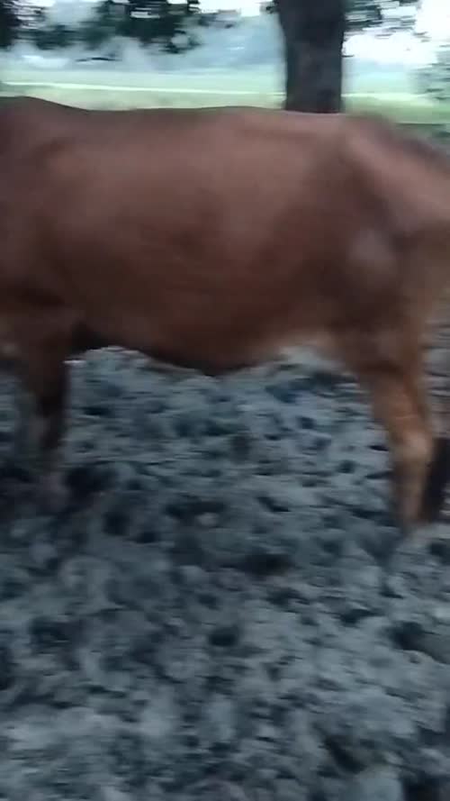 Gir Cow G2055 in  UTTAR PRADESH