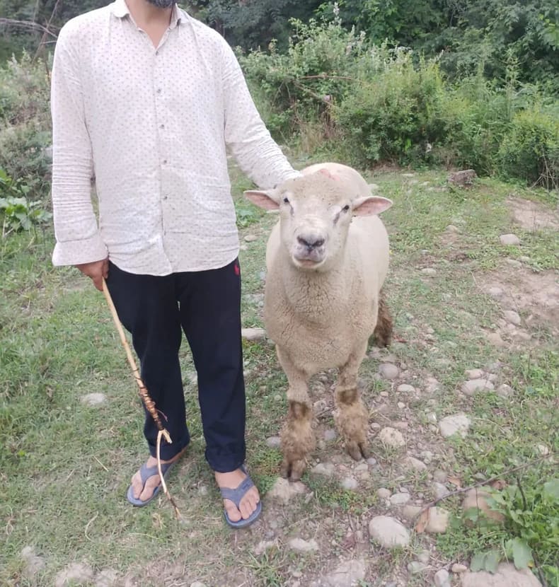 Corriedale texel merino darset Sheep O0081 in JAMMU AND KASHMIR