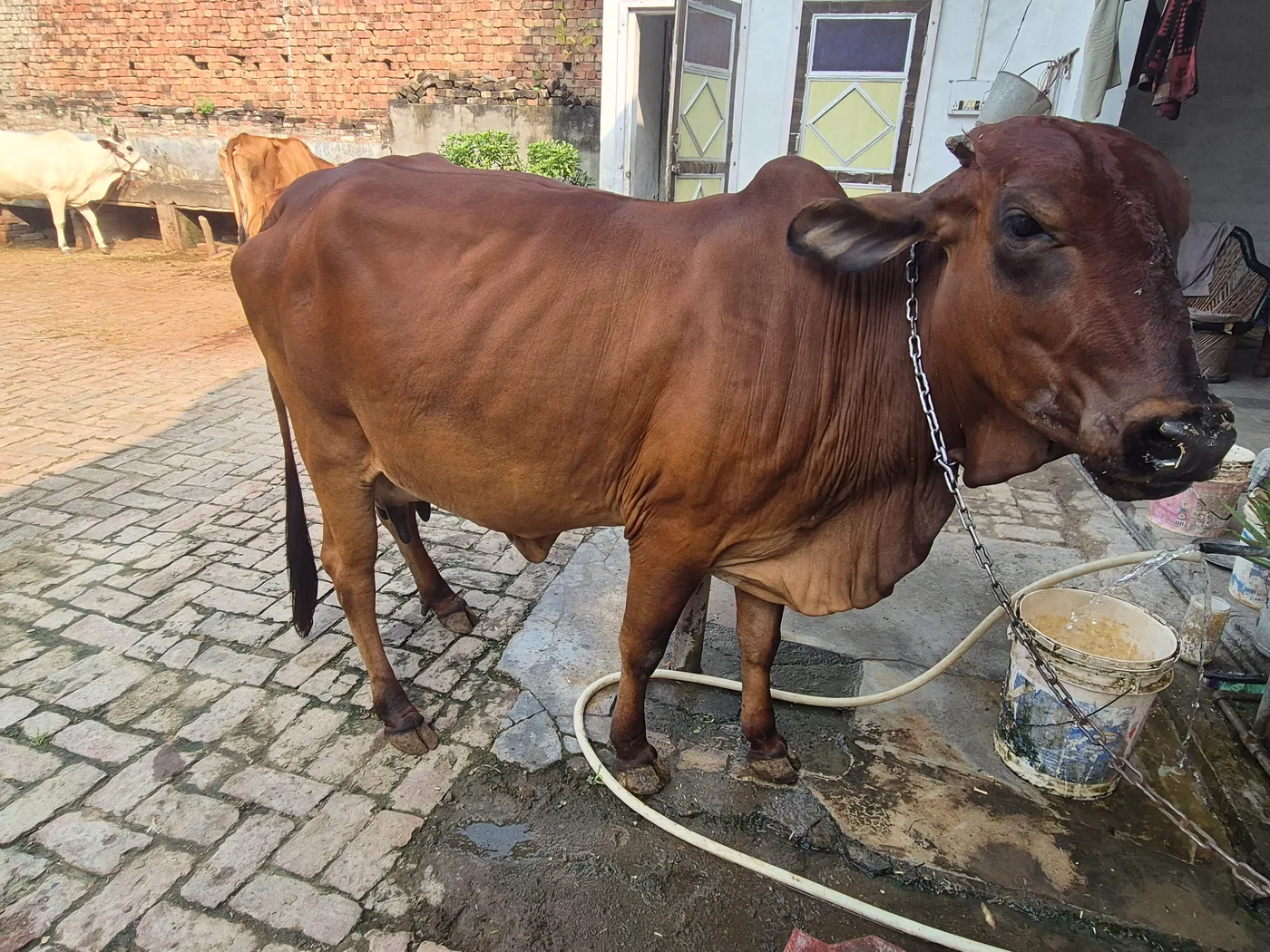 Gir Cow in  UTTAR PRADESH