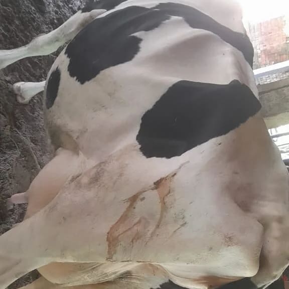 HF Cow H3336 in  BIHAR
