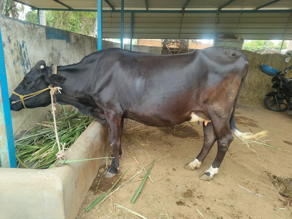 Kapila Cow in  KARNATAKA