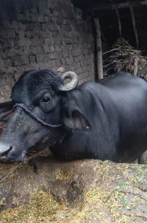 Murrah Buffalo in UTTAR PRADESH