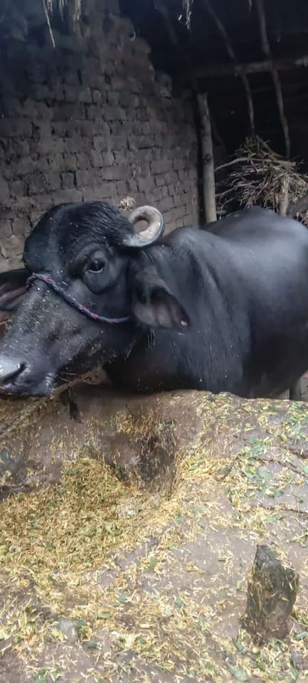 Murrah Buffalo in UTTAR PRADESH