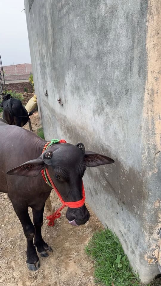 Murrah Heifer Buffalo M4794 in  HARYANA